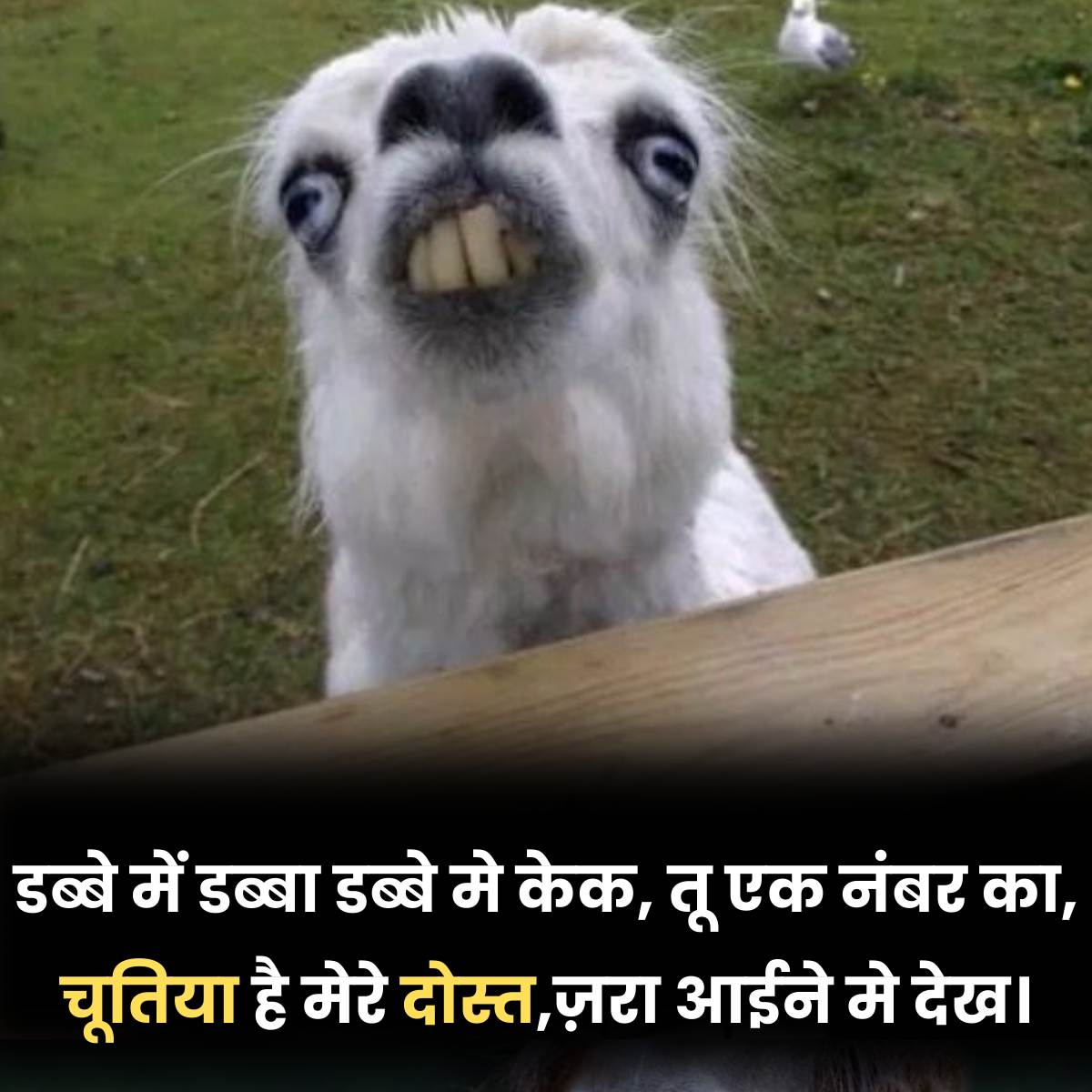 Chutiya Hai Mera Dost Funny