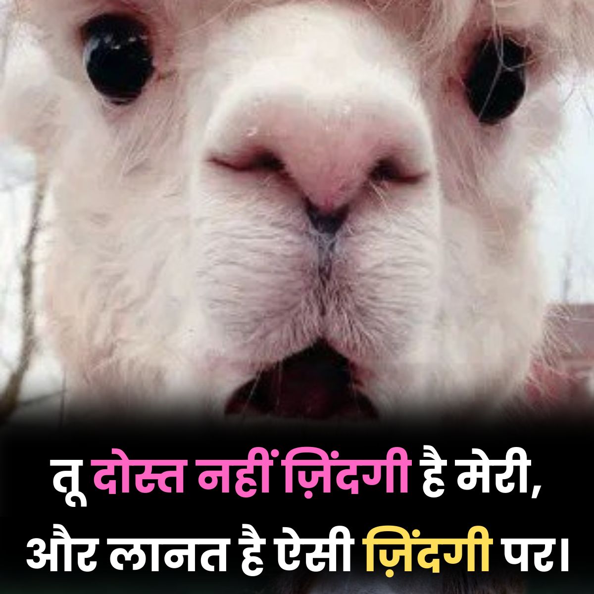 Dost Zindgai Funny
