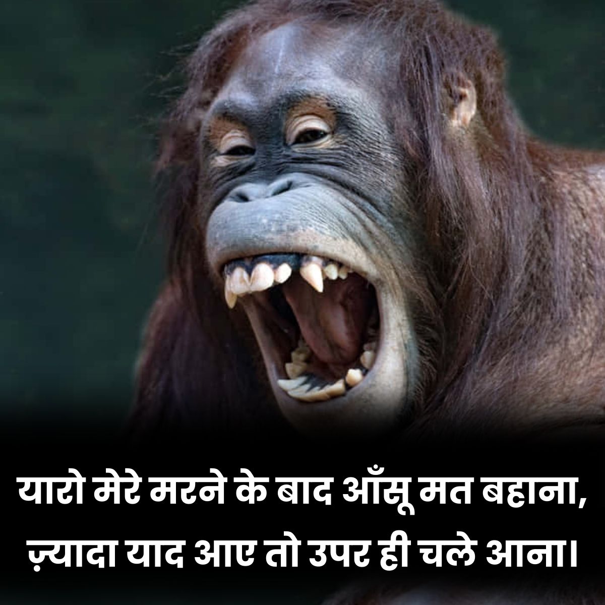 Funny Shayari